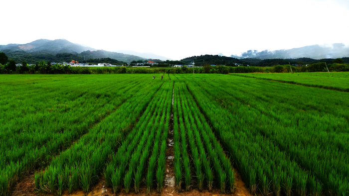 %EA%B7%B8%EB%A6%BC4_yunnan%20university.png